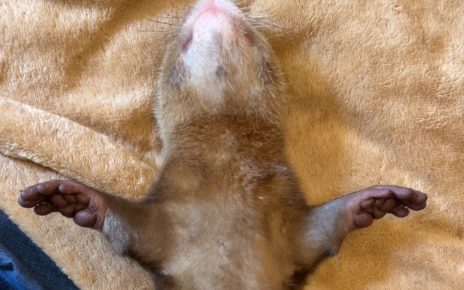 水獭四脚朝天睡觉大法,巴厘岛热省的给他盖被子了