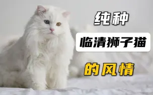 Descargar video: 来！带你领略纯种临清狮子猫的美