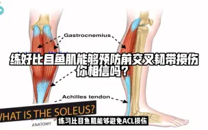 Download Video: 比目鱼肌的练习可以降低ACL受伤风险 你信吗？