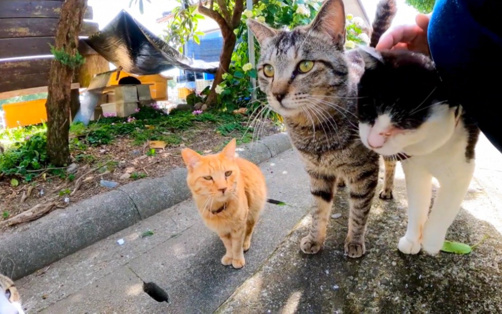 猫岛的猫见人就聚。-感动猫动画-感动猫动画-哔哩哔哩视频