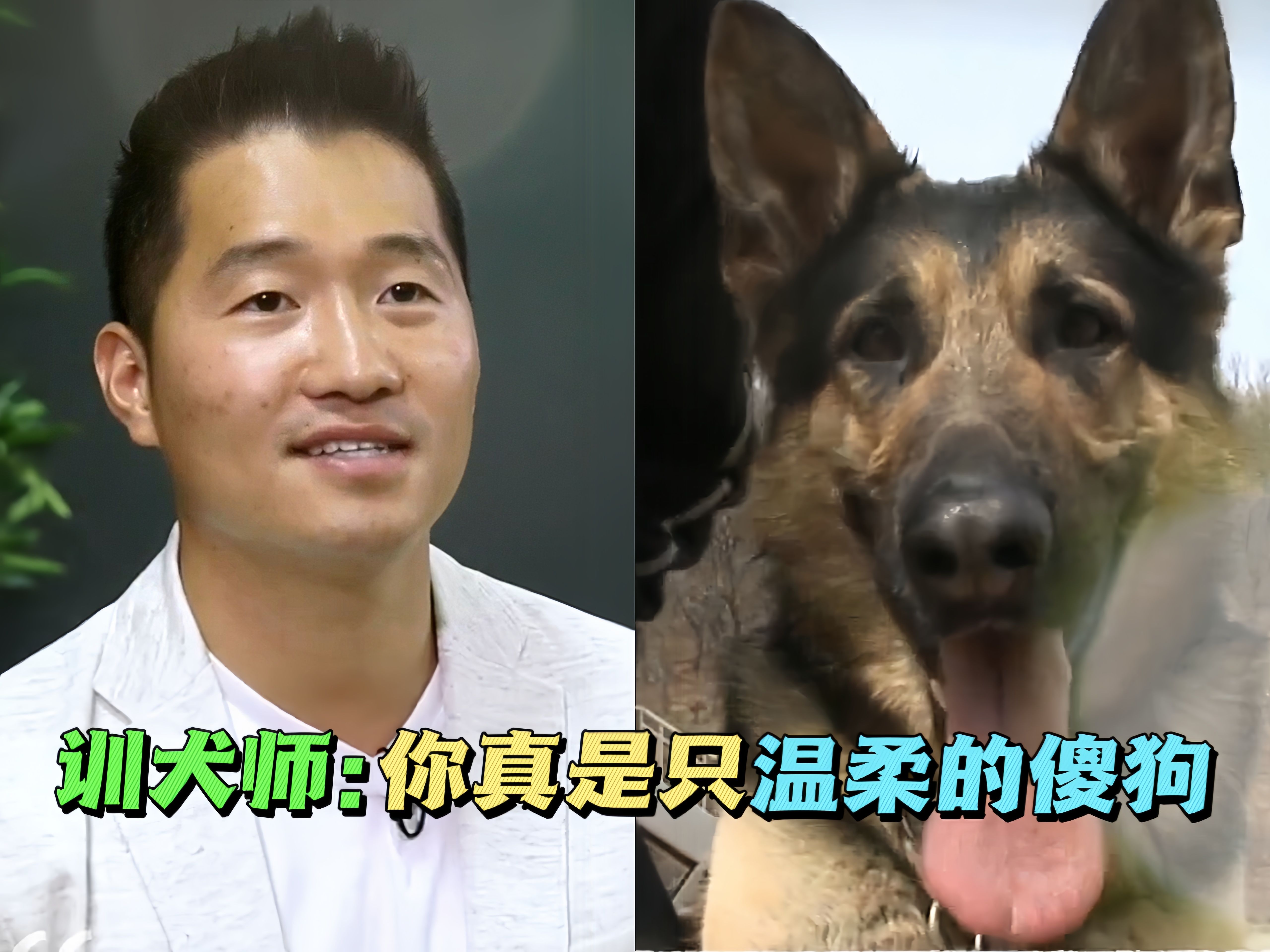 退役軍犬被領養後竟出現了心理問題,訓犬師不僅用另類方式治癒了它