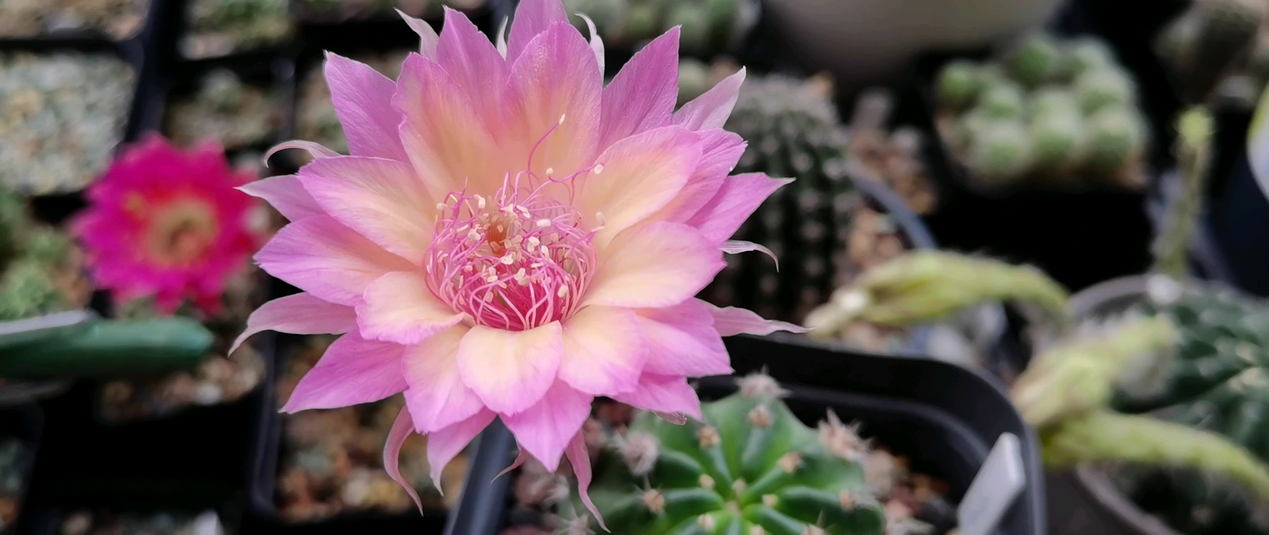 丽花极光又开了一朵