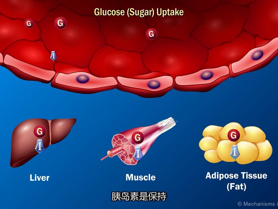 [图]【搬运】医学动画——胰岛素是如何起作用的