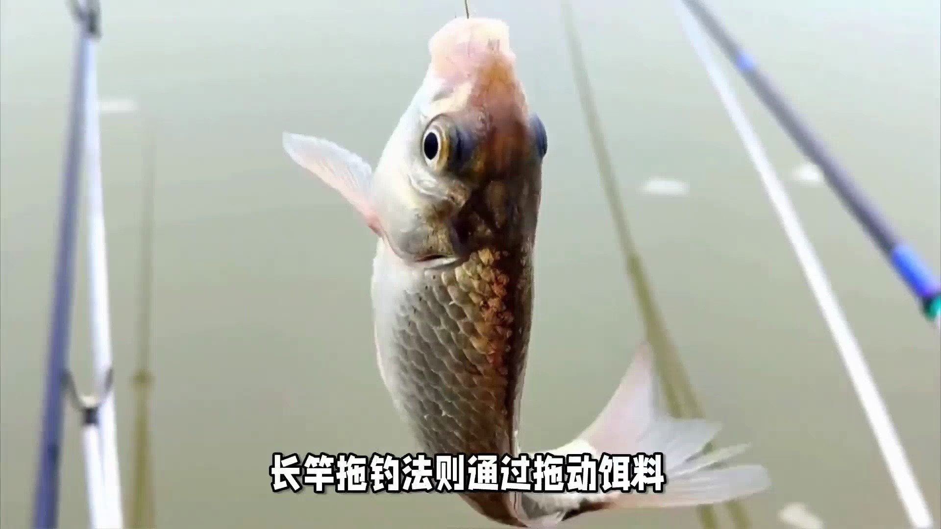 解锁白条鱼钓法新姿势,让你的钓技升级!