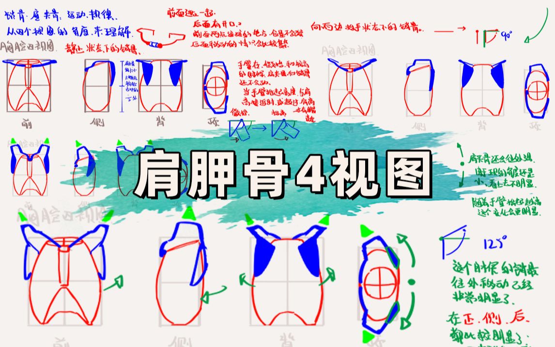 肩膀&抬手动作不会画,肩胛骨4视图了解一下 | 人体练习day40哔哩哔哩bilibili