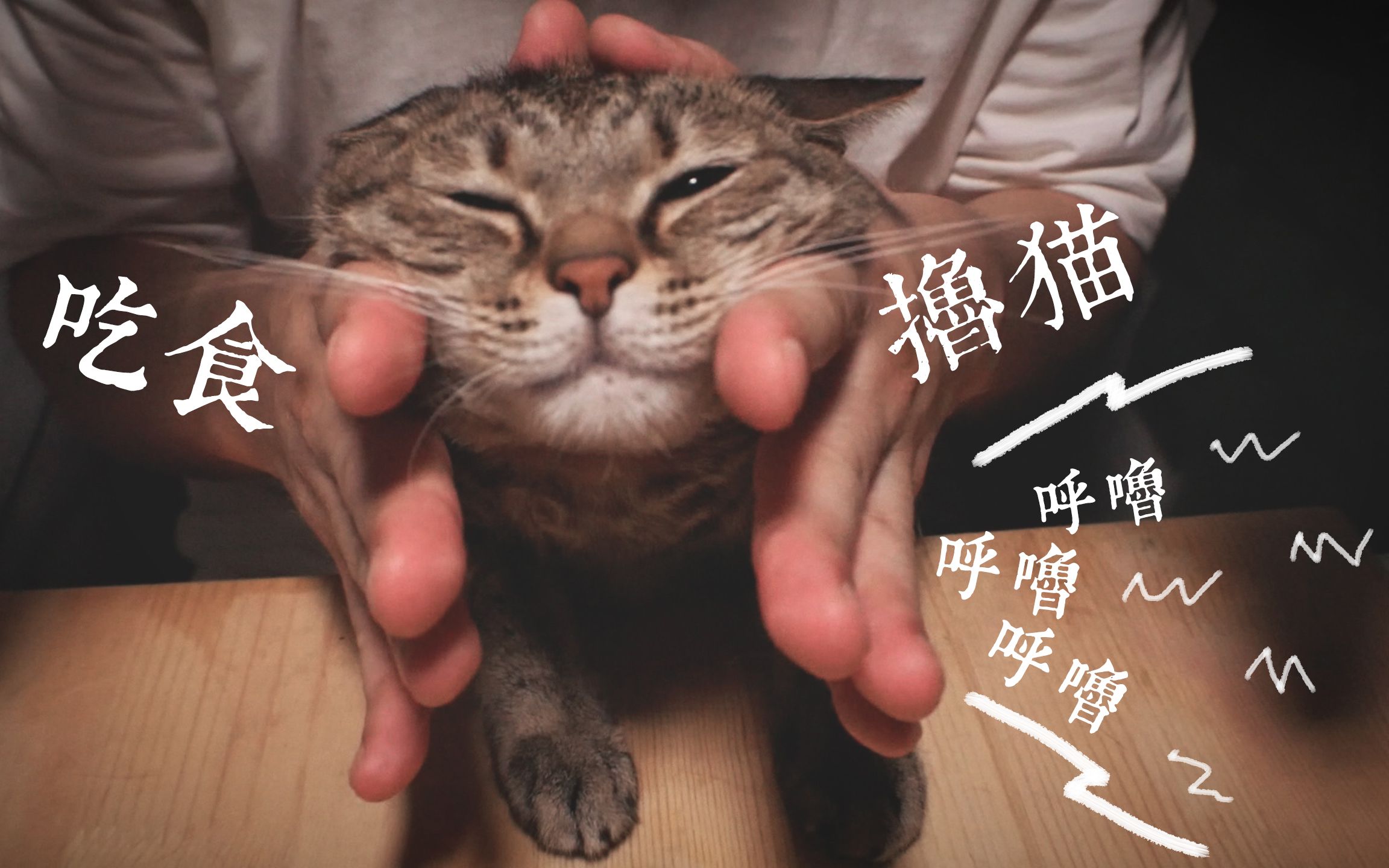 [图]【CZ眠音】B站能被撸最久的猫/猫咪呼噜声,喂食//无人声