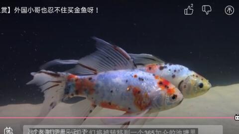 金鱼赏 朱文金 外国小哥也忍不住买金鱼呀 哔哩哔哩