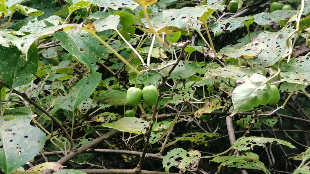 野生圆枣子