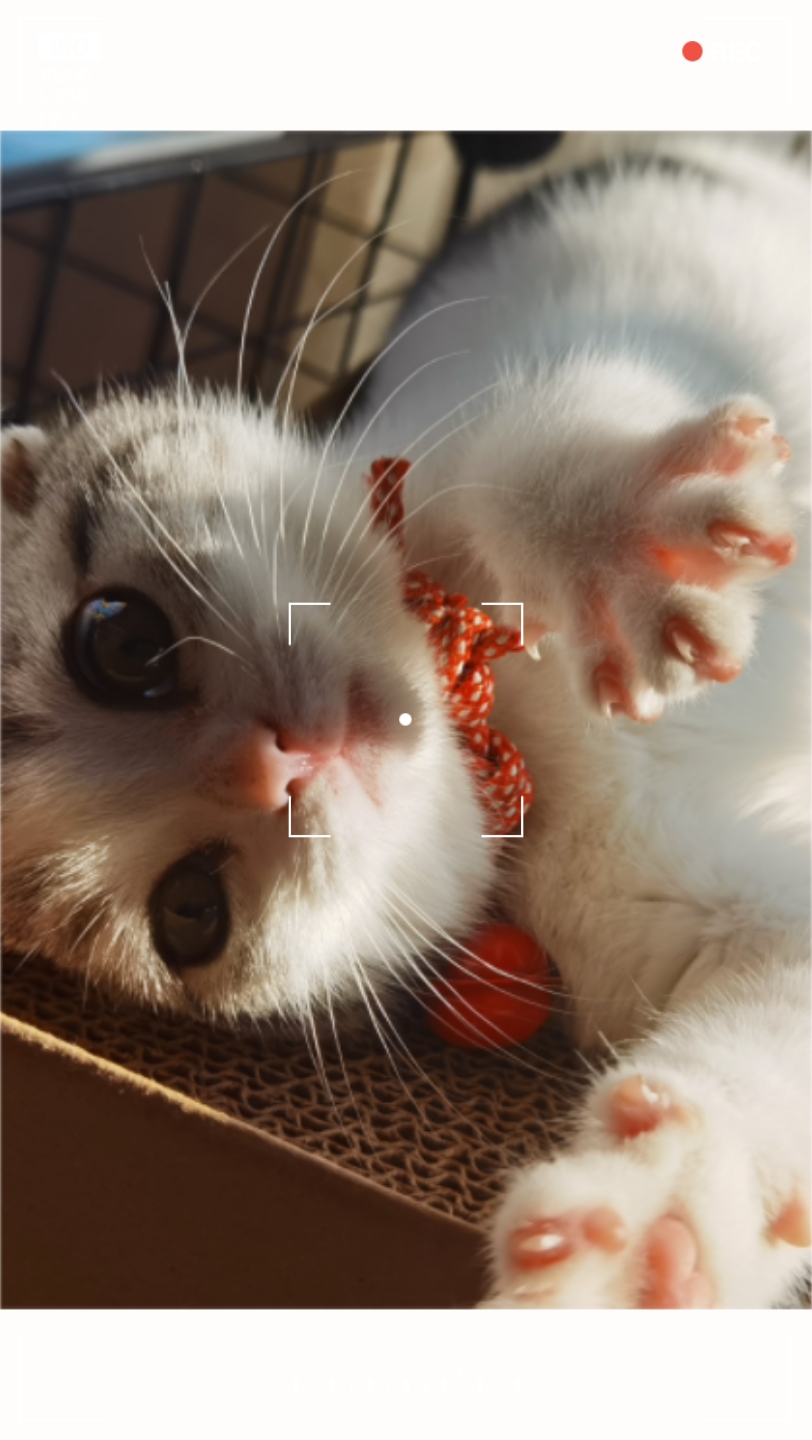 茶茶喵超爱睡觉觉09