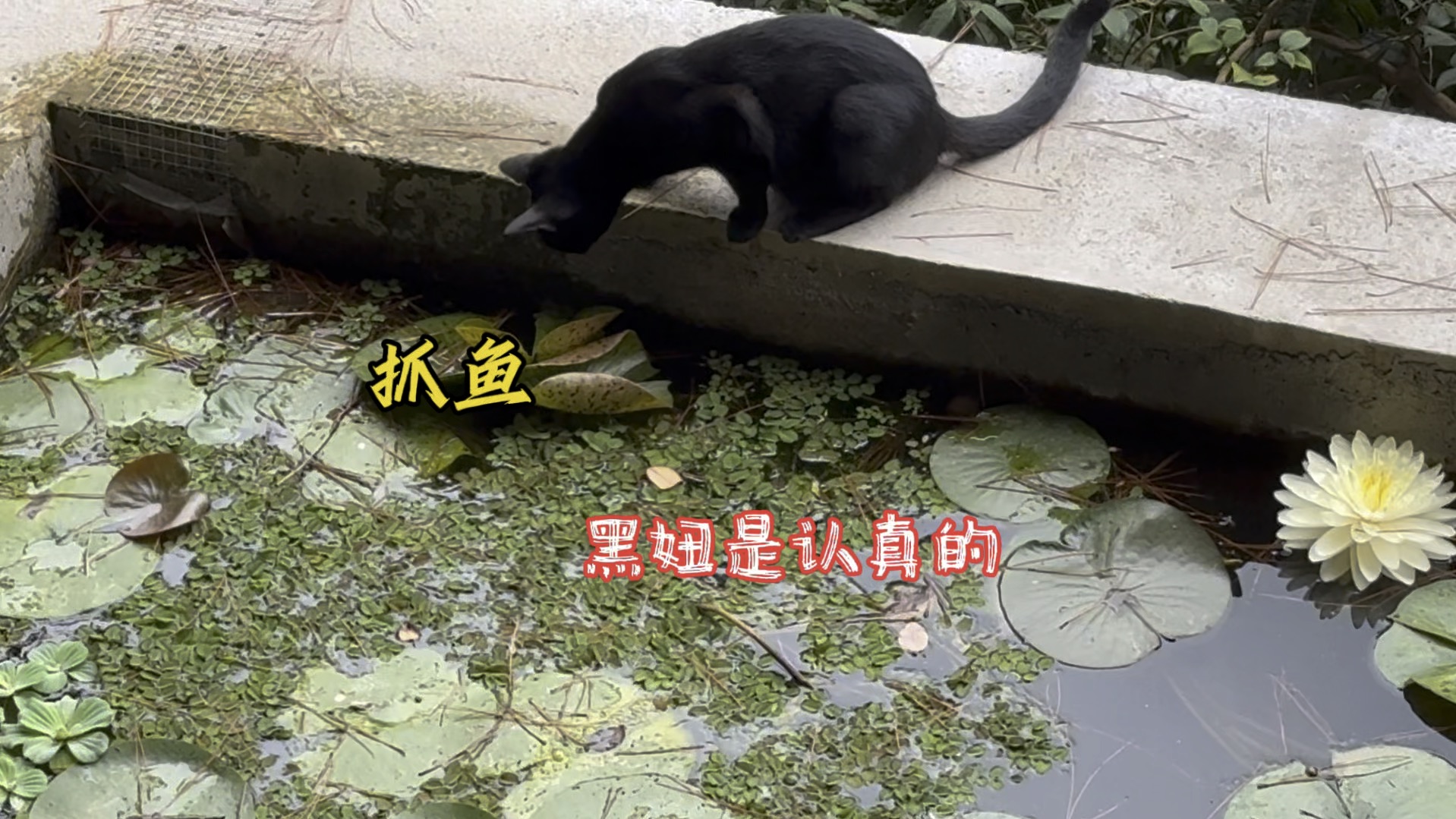 猫捉鱼图片