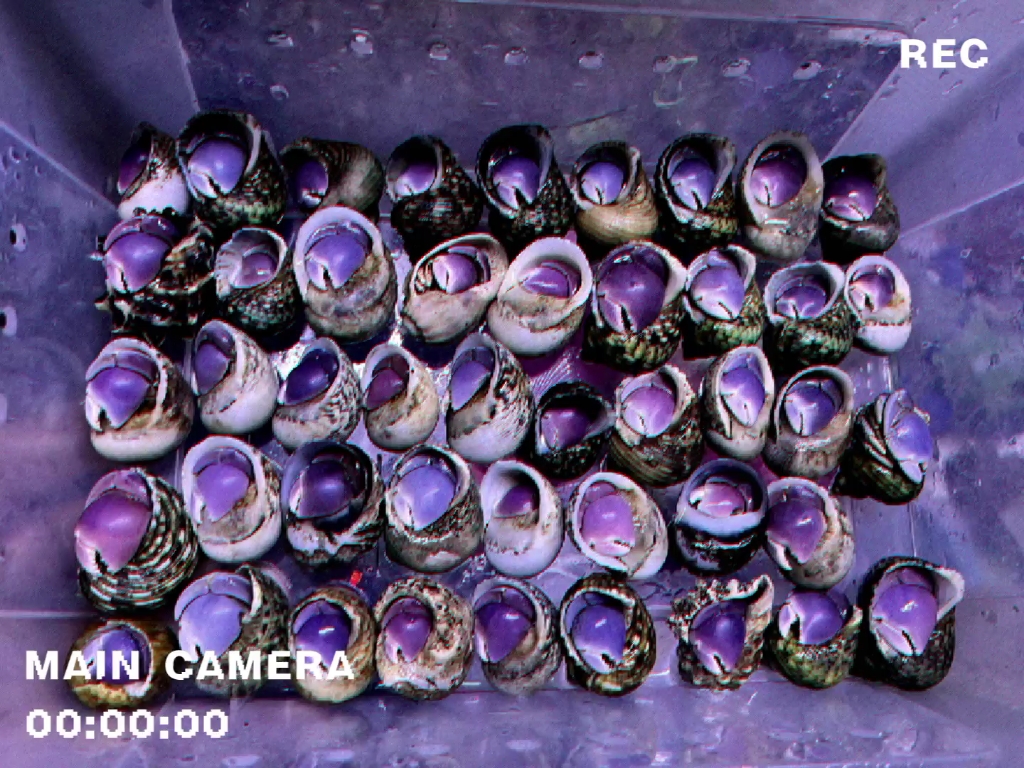 短腕寄居蟹,批发零售,欢迎咨询