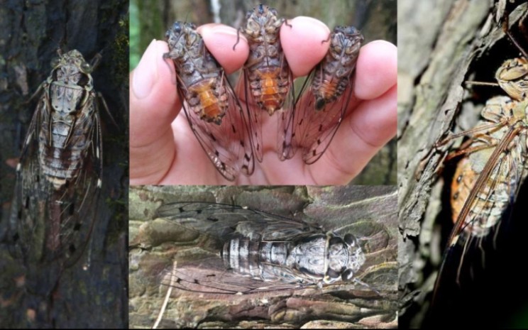 1螂蝉pomponialinearis2大洁蝉puranagigas