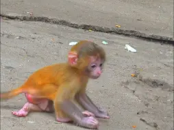 下载视频: 3天的猴宝宝找妈妈