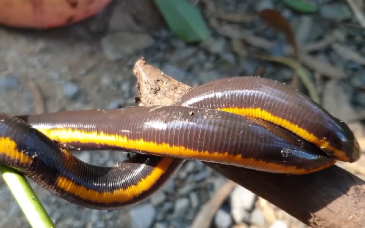 版纳鱼螈在野外翻开一块木板居然出现了这个东西很多人都不认识