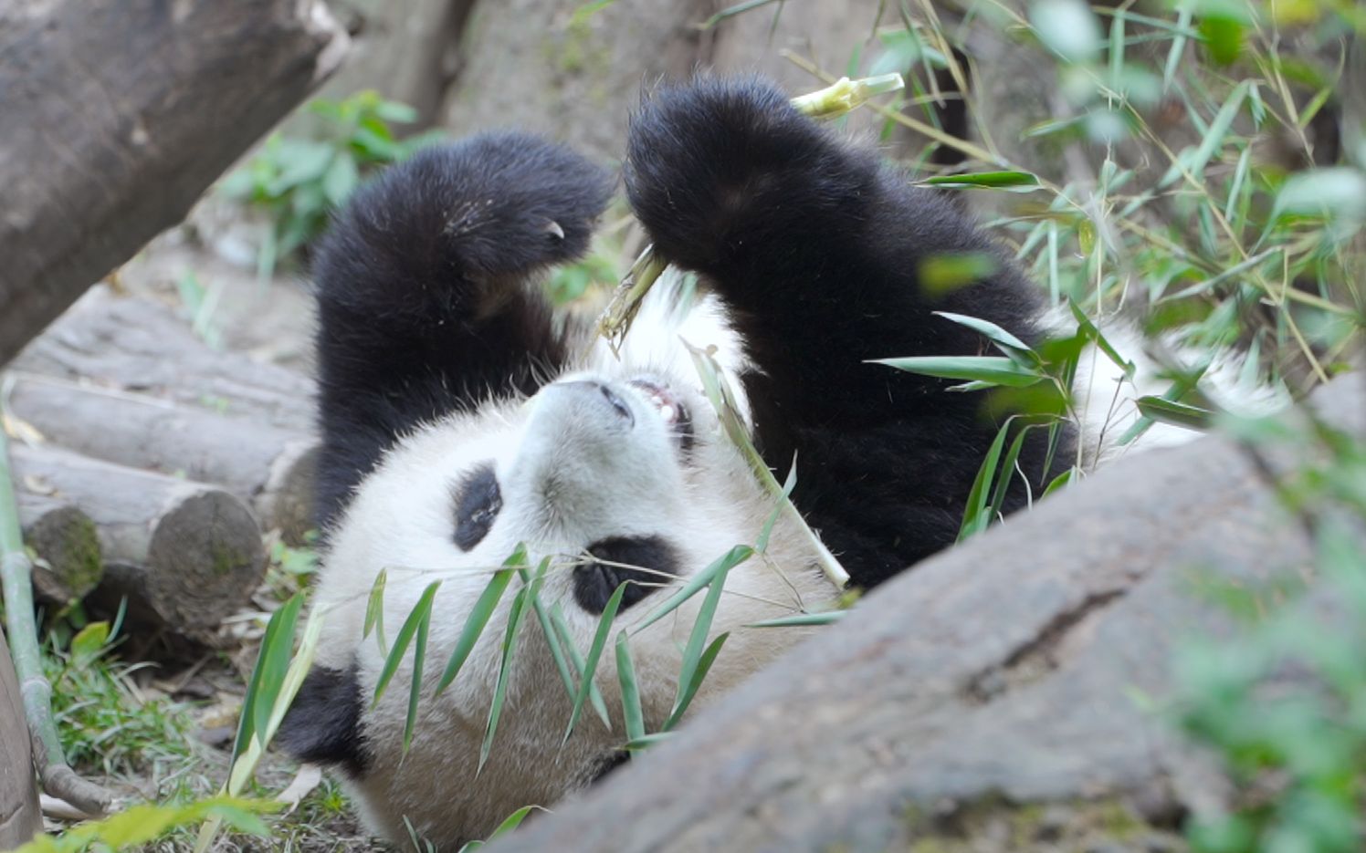【大熊猫和花】和花躺着吃与背影