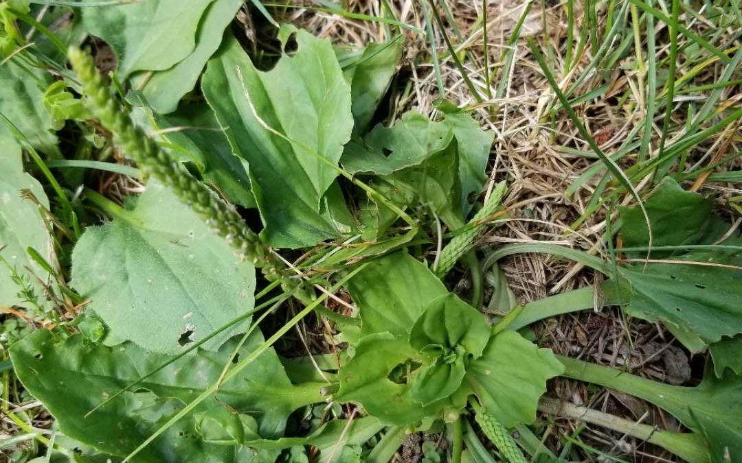 毒蜘蛛咬伤中医救治(车前草)
