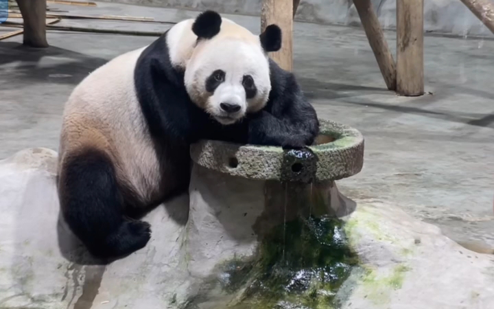 被灵岩目不转睛的注视着 他好可爱啊