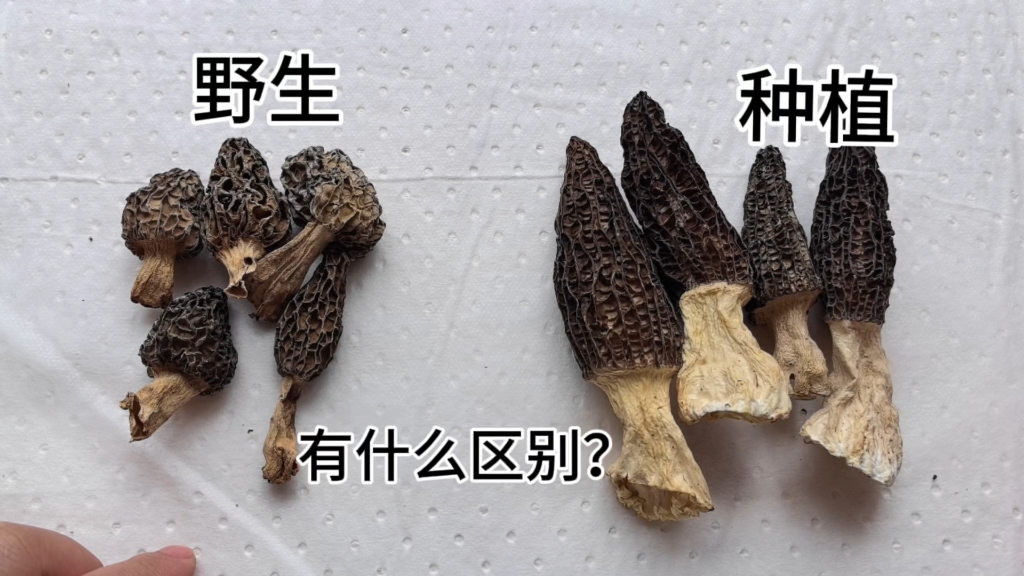 怎么区分野生羊肚菌和种植羊肚菌?看完你一定会有收获哔哩哔哩bilibili