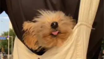 狗狗我呀 今天坐敞篷车