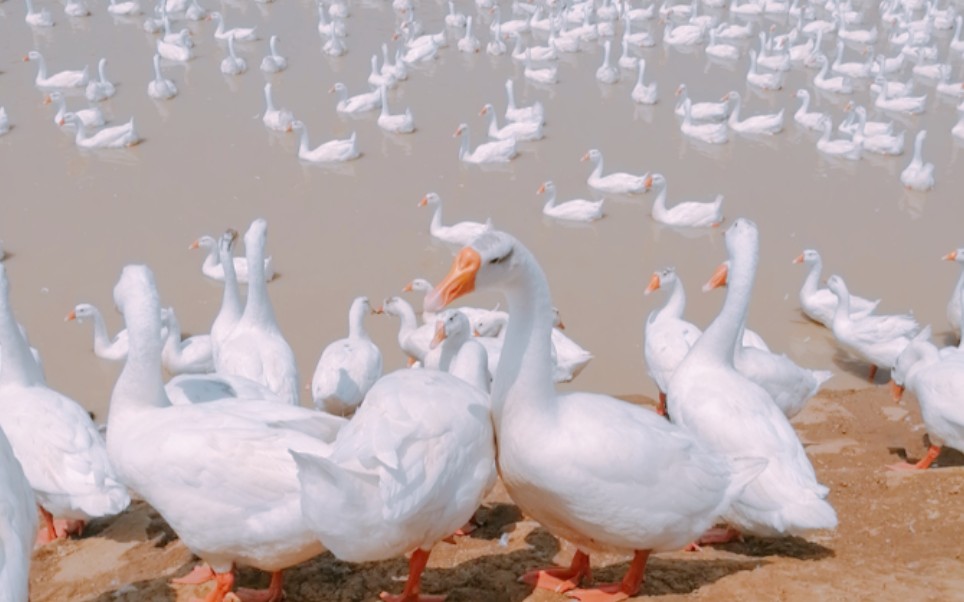 【鹅笑了】鹅鹅鹅鹅嘎..._哔哩哔哩_bilibili