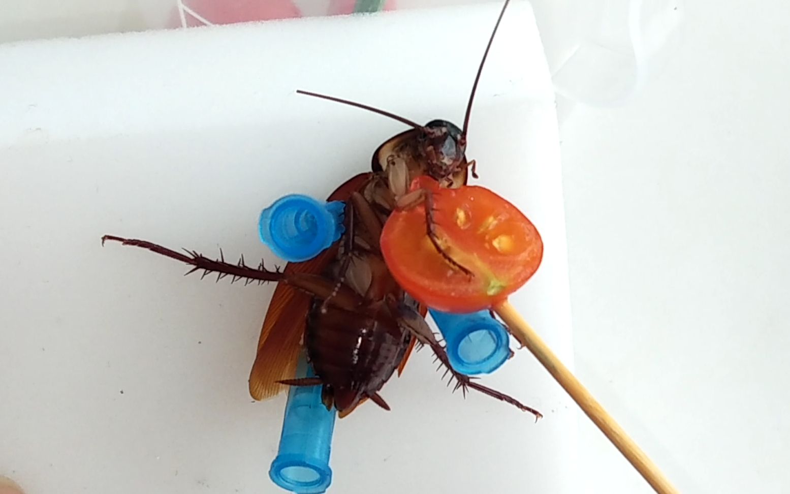 日常水视频,看小强吃东西_哔哩哔哩 (゜-゜)つロ 干杯~-bilibili