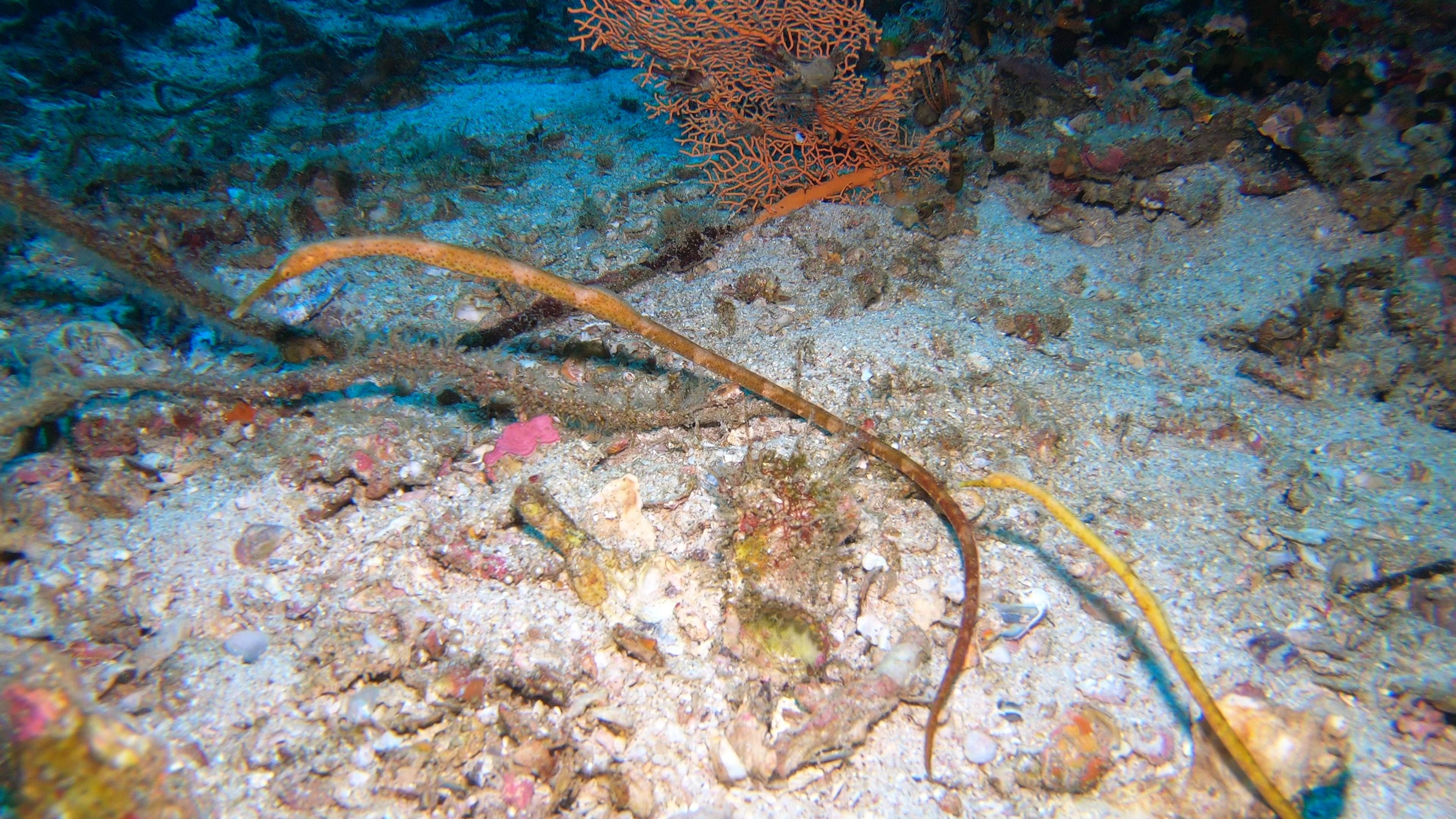 潜水蛇管鱼snakepipefish5d5n斯米兰船宿4k
