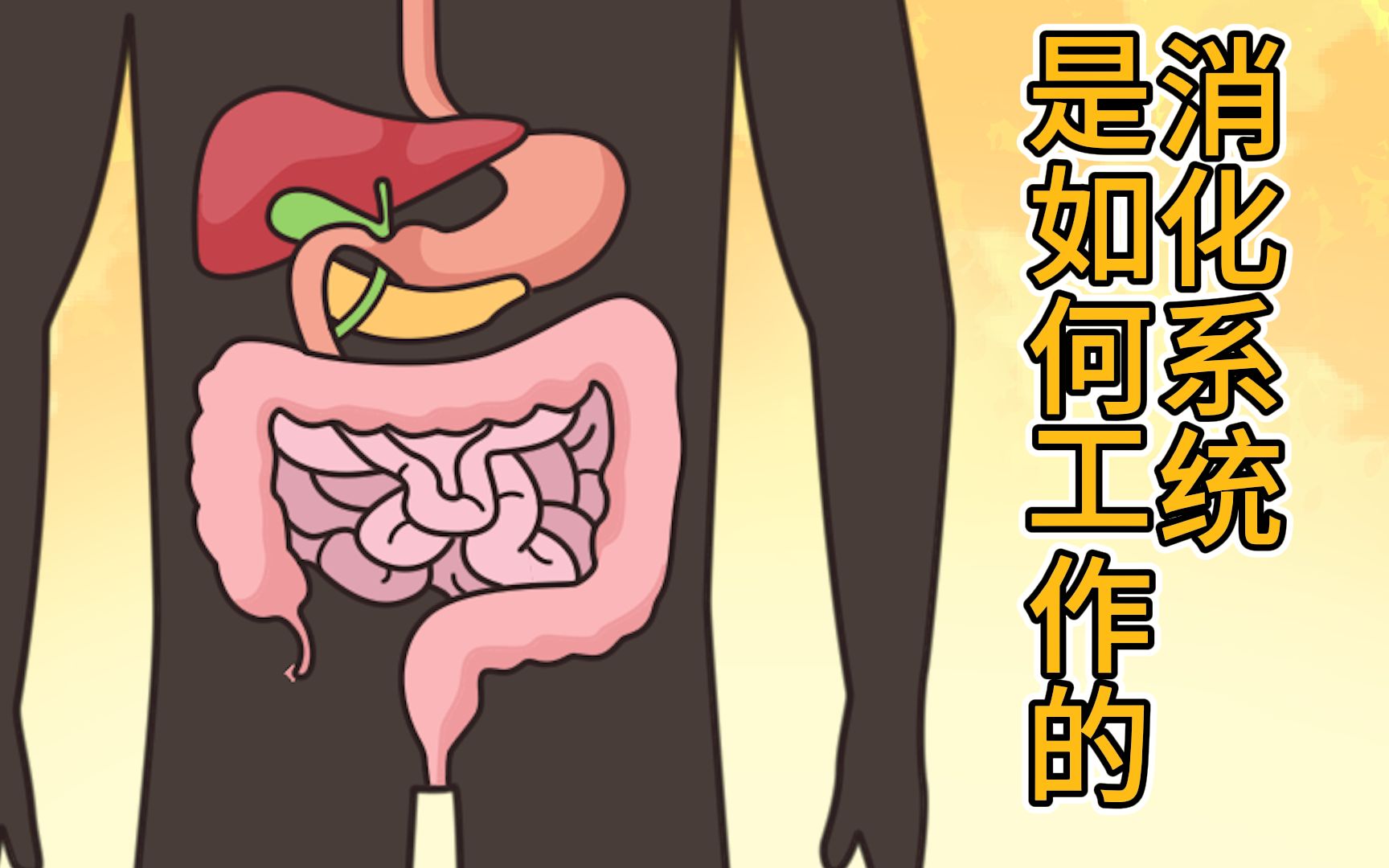 消化系统是如何工作的?