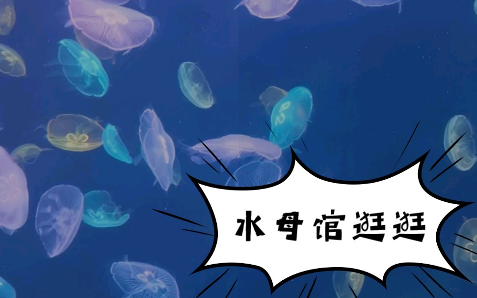 水母合集!水母是一种如此美丽的物种啊哔哩哔哩bilibili