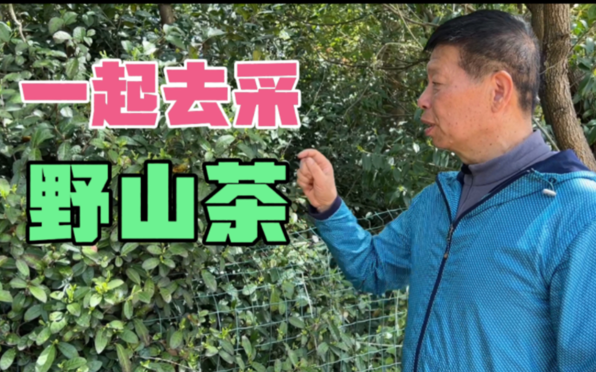 4月春茶到——和黛玮爷爷一起去宜兴山里采古树茶.味道太棒了!哔哩哔哩bilibili