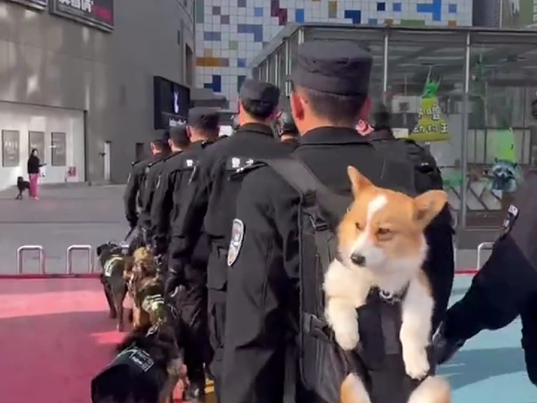 警犬基地回应“柯基福仔”被背着出门巡逻:它四肢比较短小,别的警犬走一步顶它三步,主要把它用到搜爆安检中哔哩哔哩bilibili