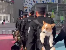 Video herunterladen: 警犬基地回应“柯基福仔”被背着出门巡逻：它四肢比较短小，别的警犬走一步顶它三步，主要把它用到搜爆安检中