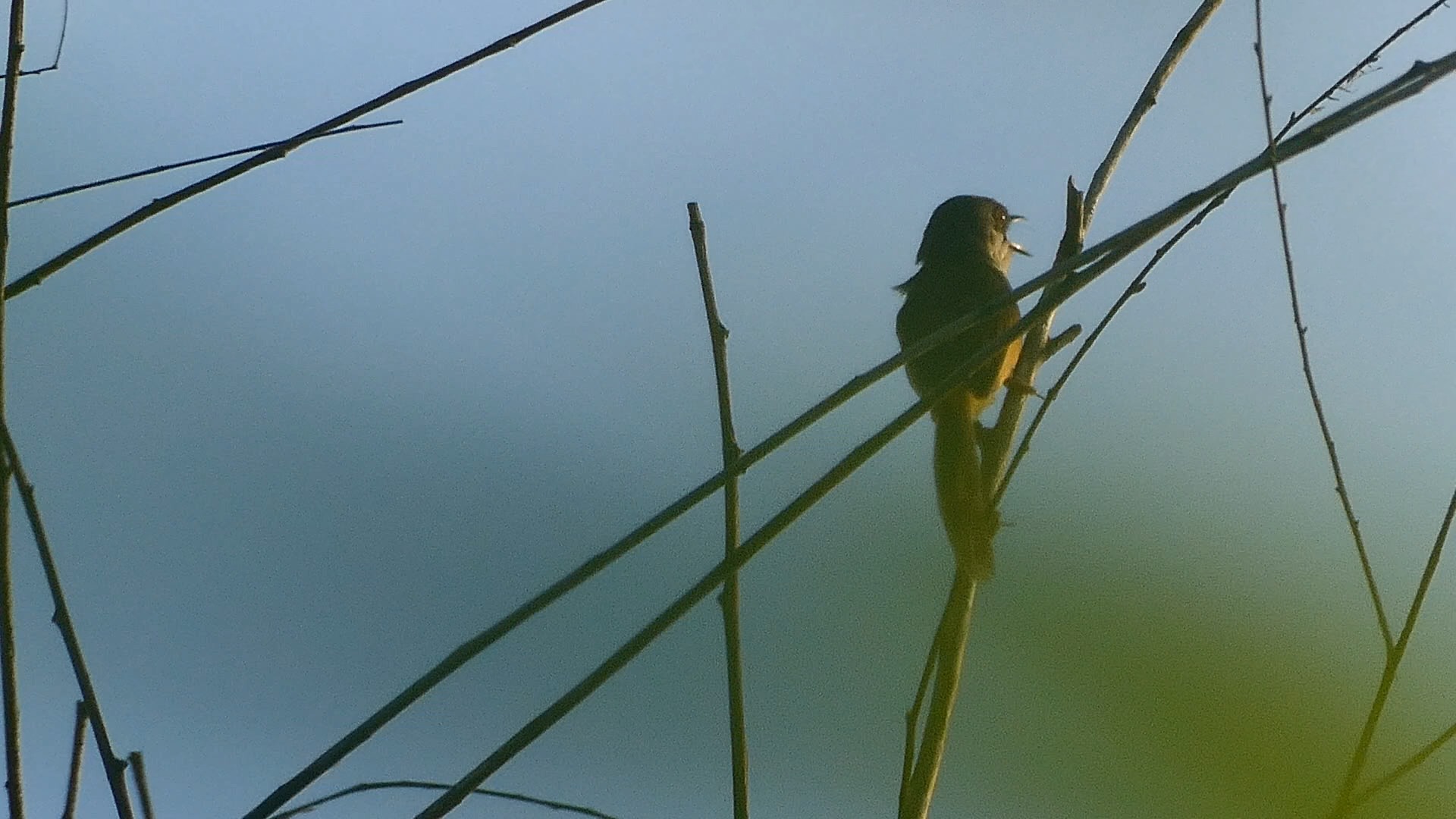 鸣叫的黄腹山鹪莺