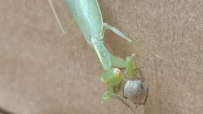 捕食准备下崽的蜘蛛