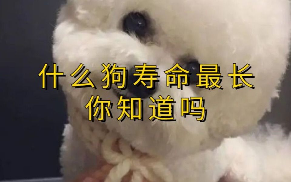 什么品种的狗 寿命最长你知道吗哔哩哔哩bilibili