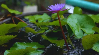 Download Video: 【真实雨声】宁静的雨滴落在绿叶