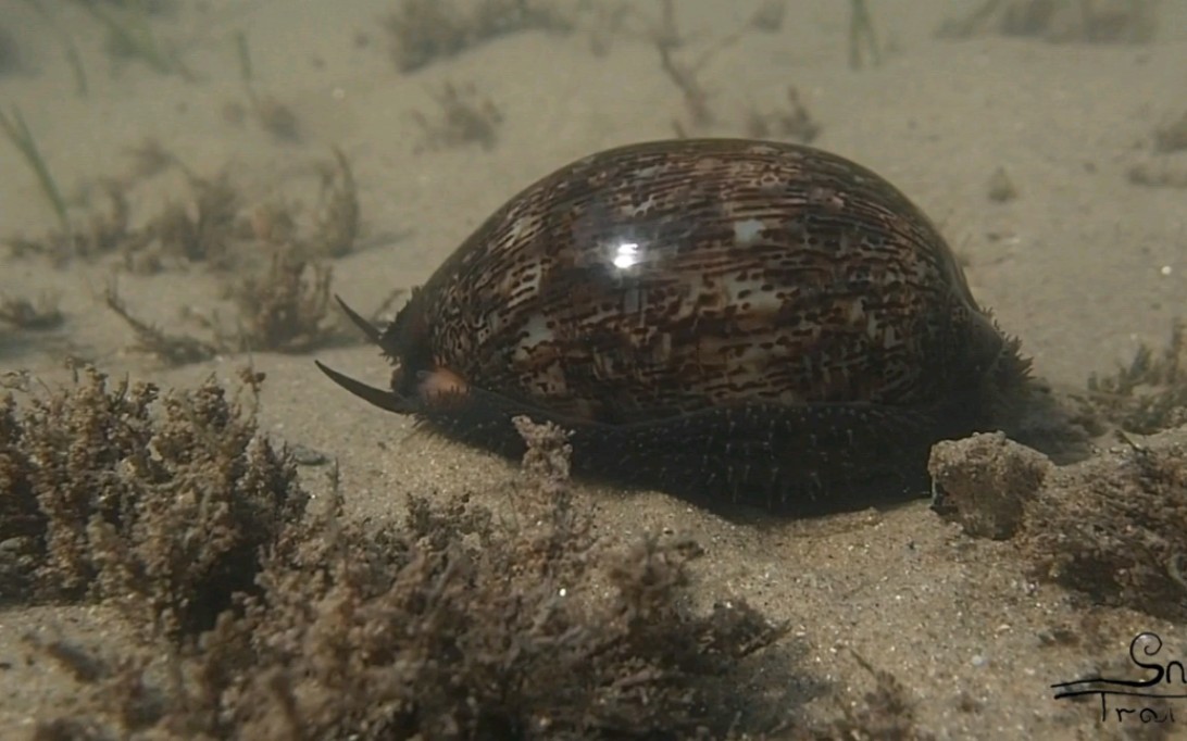 阿拉伯宝螺活体