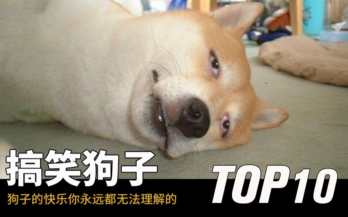 活动作品10只奇怪又搞笑的狗子做狗最重要的是开心