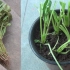 室内种植菠菜，用快速种植方法，15天就能采收，比传统方法快多了