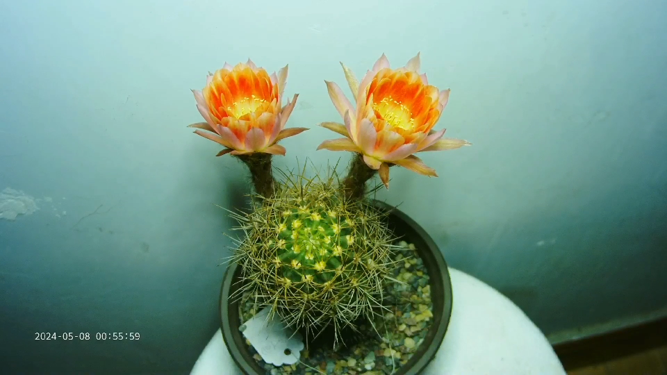 丽花仙人球开花