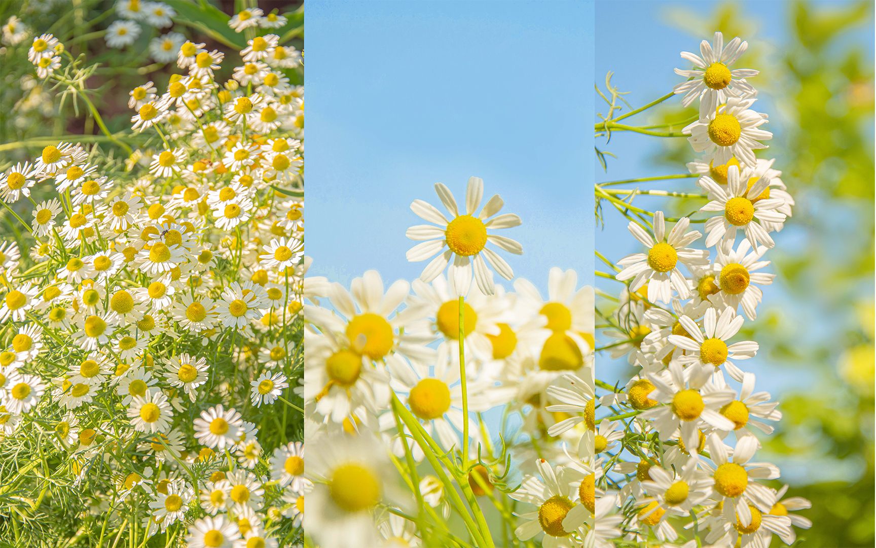 [图]漂亮的洋甘菊