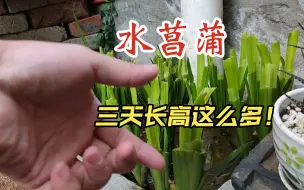 Download Video: 为什么水菖蒲是很优秀的沼泽过滤植物，看看它的生长速度就明白了