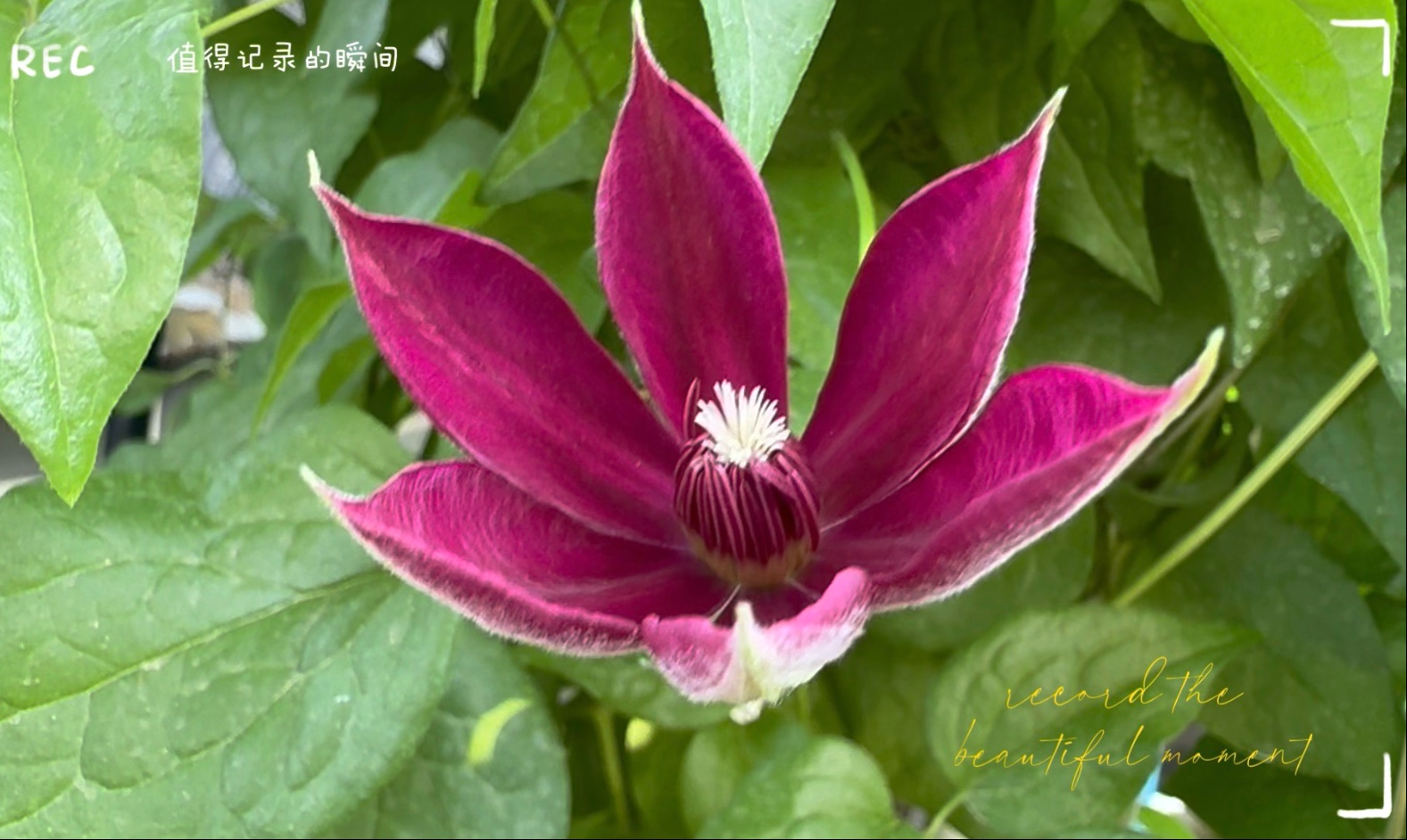 老演员铁线莲中国红