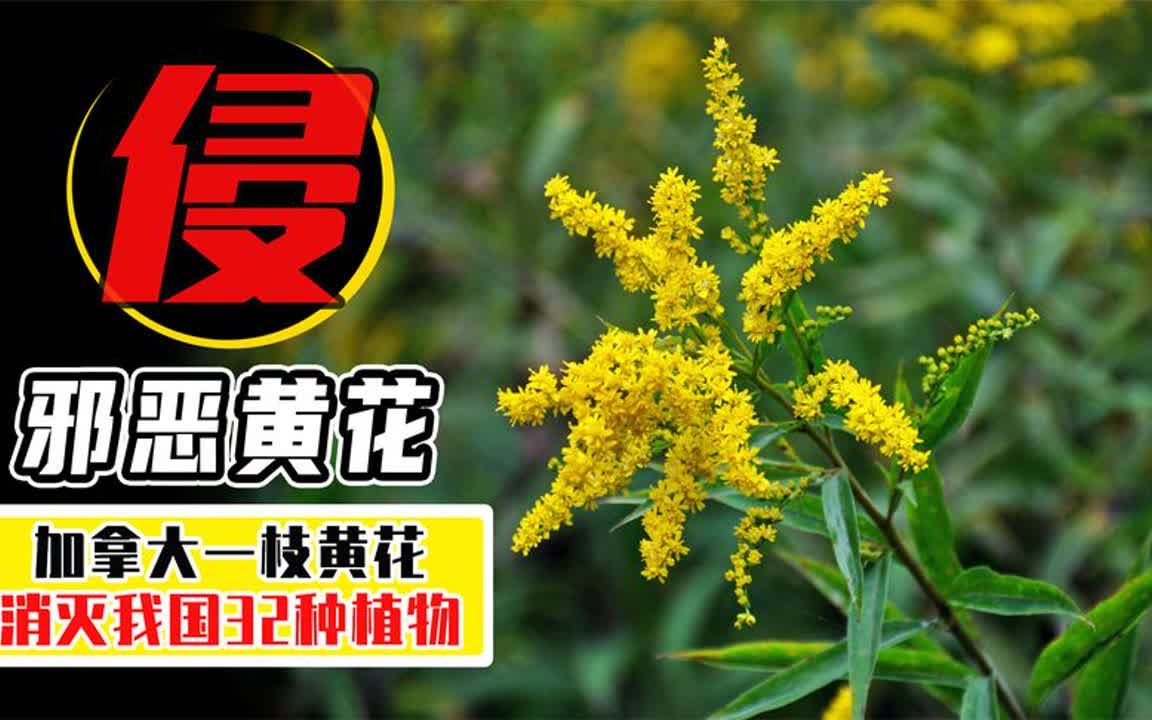 加拿大一枝黄花入侵成都,武汉更是多达上千亩,怎么才能消灭它们