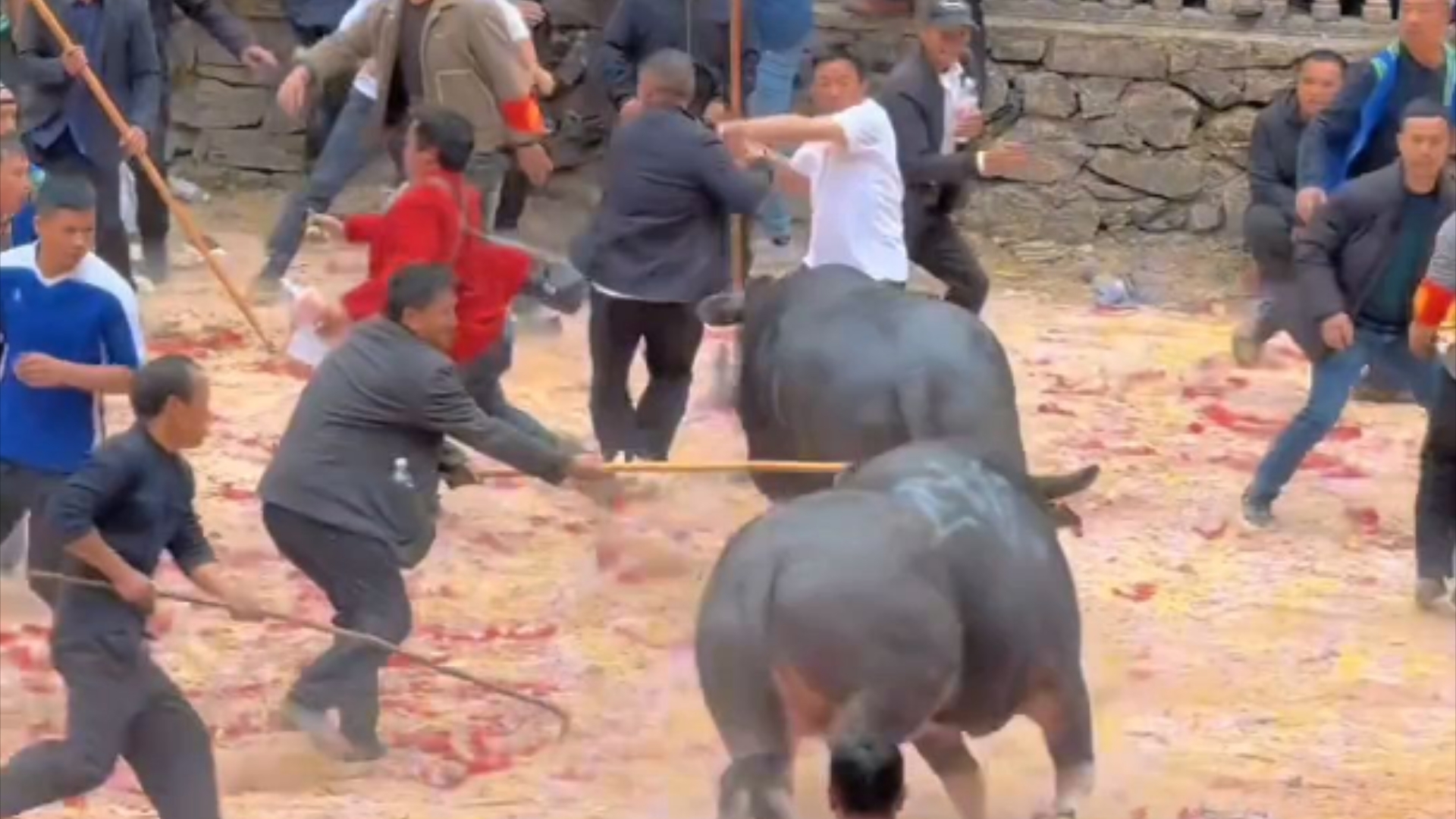 牛王争霸赛:打闹两脚兽,哀嚎声一片
