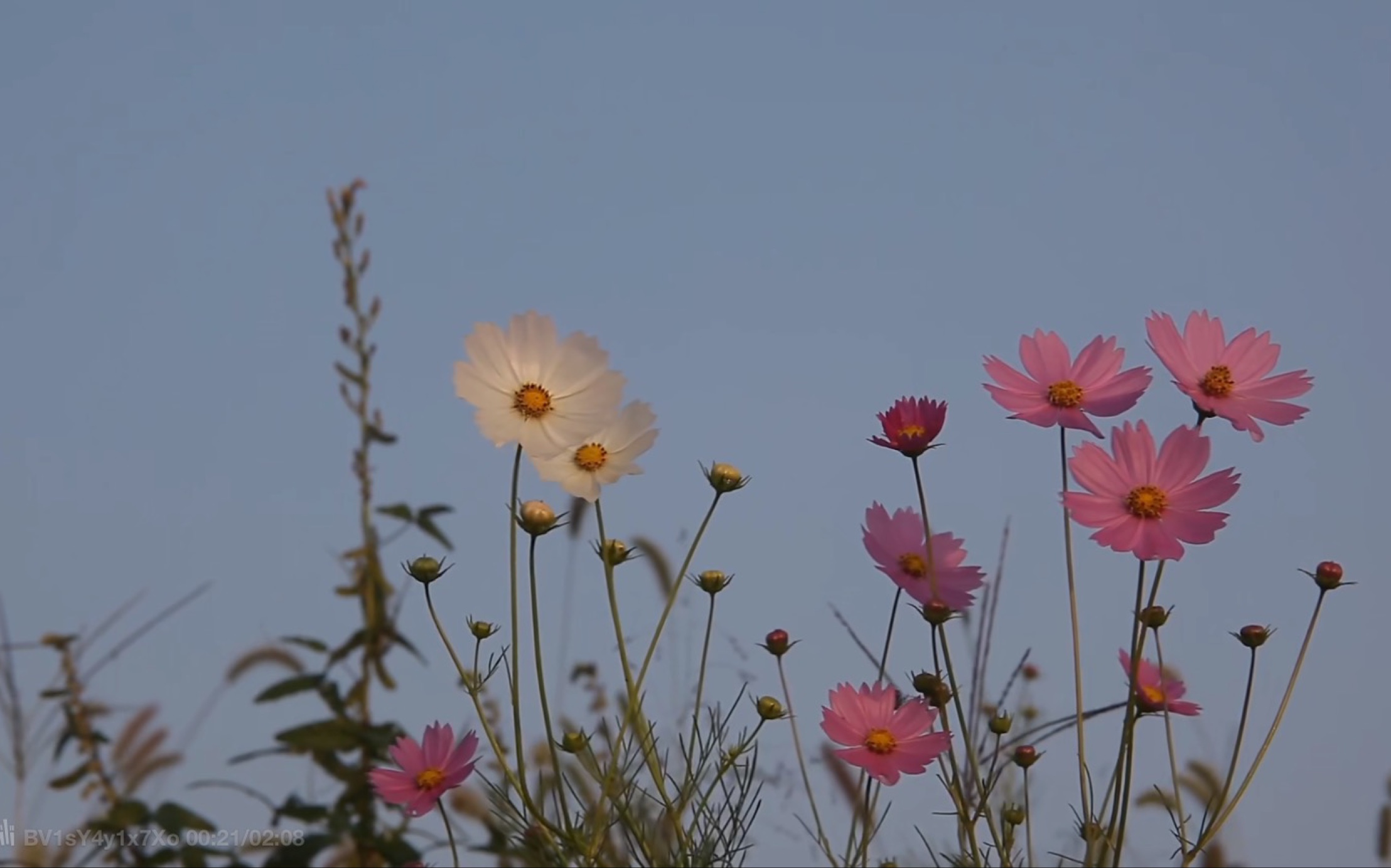 (已出)盐系整余卷boom丝带够了格林小黑屋蝉鸣66r包半邮,可小刀