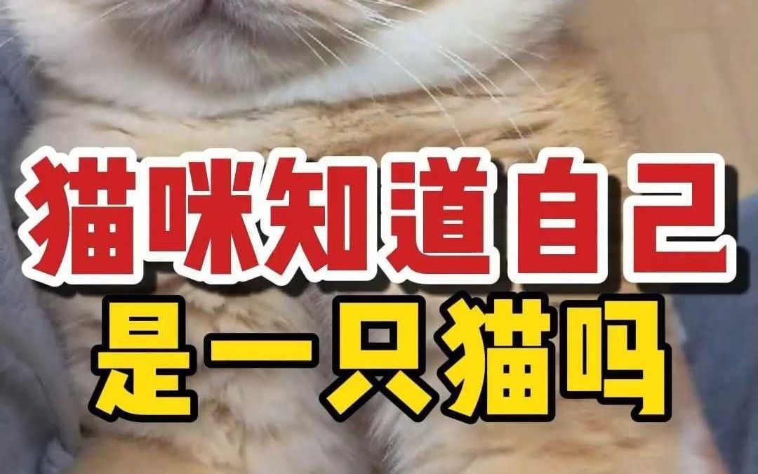 猫知道自己是猫吗?答案是……哔哩哔哩bilibili