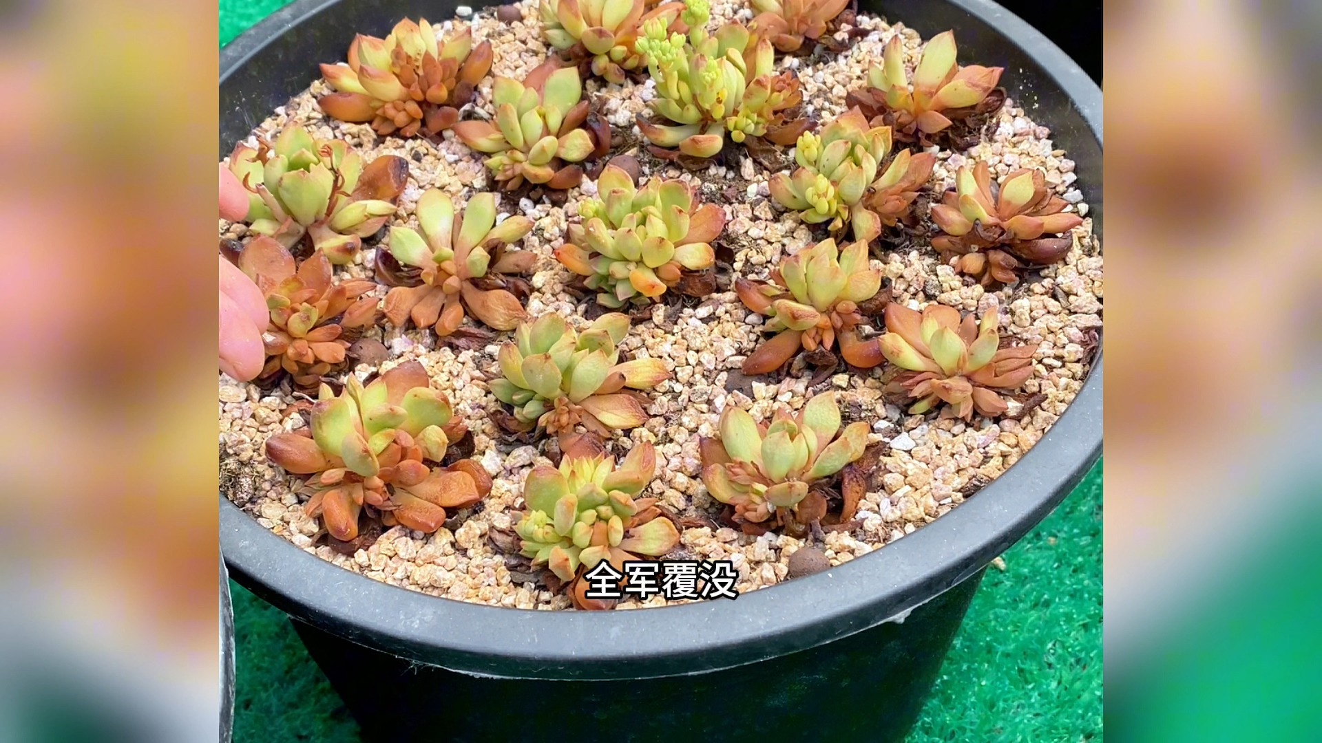 多肉植物四十度高温不遮阳暴晒,看看结果如何?哔哩哔哩bilibili