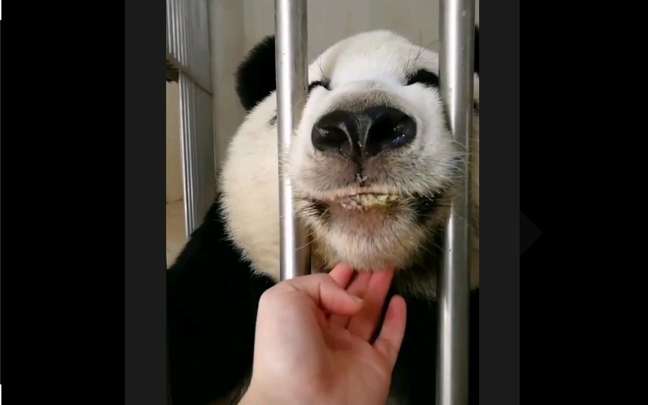 【大熊猫闽闽】铲屎的按摩手法真不错
