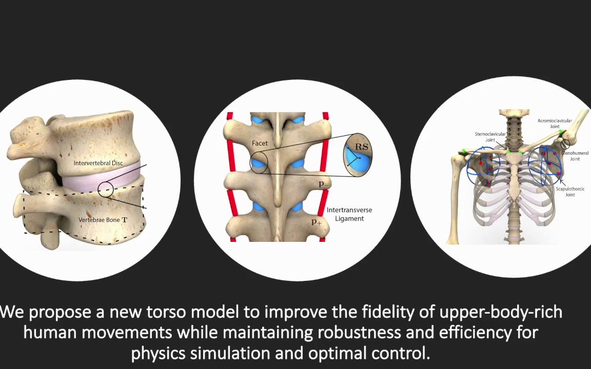 [SIGGRAPH 2023] 人体躯干的解剖学详细模拟哔哩哔哩bilibili