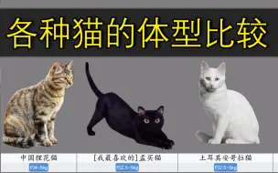 Download Video: 【猫星人】各种宠物猫体型比较。你最喜欢哪种猫猫？！